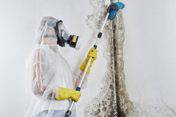 Best Emergency Mold Remediation in Sterling, CO