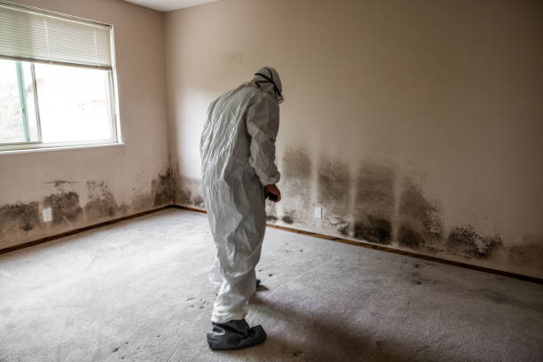Trusted Sterling, CO Mold Remediation Experts